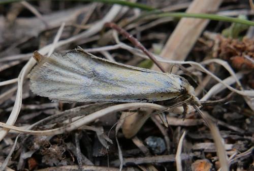 Réf. 322 264 : Phtheochroa frigidana